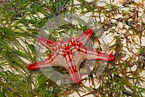 Natural red seastar laying on seaweed photo