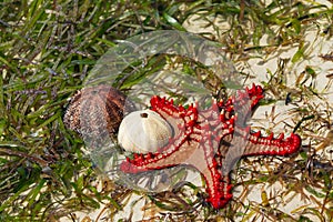 Natural red seastar and shells