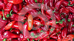 Natural red tomato pepper, fresh from branch and valuable