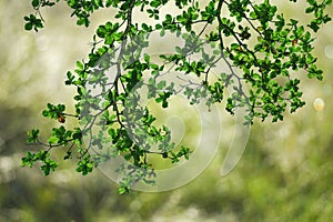 Natural reen leaves with blurred background.