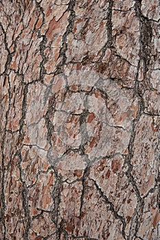 Natural relief background of tree bark texture
