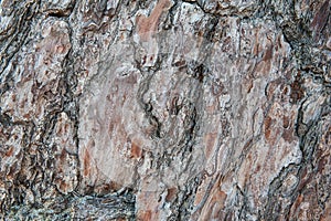 Natural relief background of tree bark texture