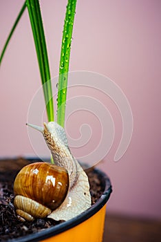 Natural remedies. Adorable snail close up. Little slime with shell plant pot. Cosmetology beauty procedure. Healing