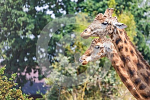 Natural reserve in Kenya. Couple of giraffes in safari park. Wildlife animals in savanna