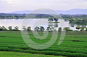 Natural resevior or pond with twin tree on island with green tea photo