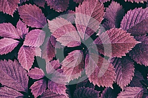 Natural retro nostalgic autumn background. Purple leaves close-up. Fall season nature vintage wallpapers