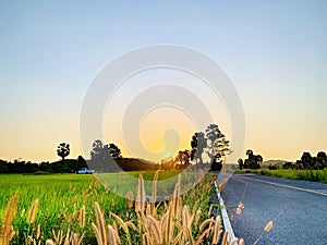 Natural rice fields in Pattani, Thailand