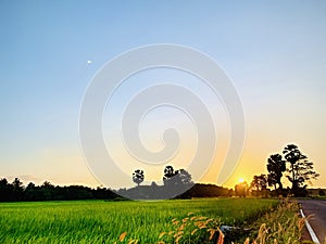 Natural rice fields in Pattani, Thailand