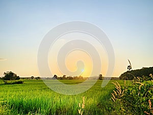 Natural rice fields in Pattani, Thailand