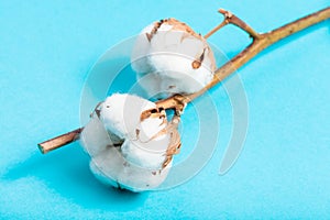 Natural ripe bolls of cotton plant on blue