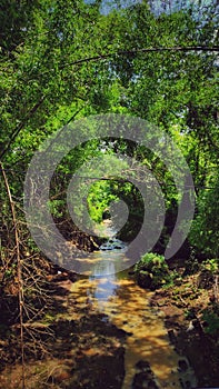 Natural River forest
