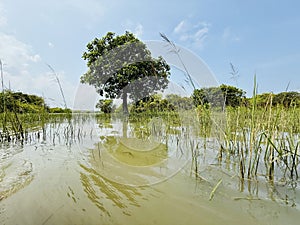 natural river and tree sceneries in summer