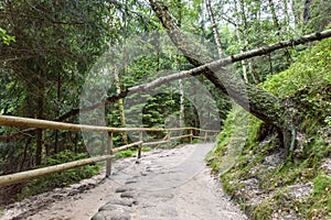 A natural road block in a forest