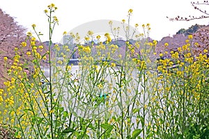 Natural roadside blossom wildflowers, grasses in Japan outdoor street