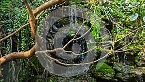 A natural rock formation and waterfall create a pareidolia looking through leafless branches photo