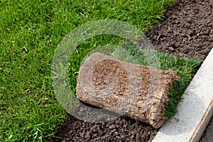 Natural Rolled lawn, close-up. Rolls of turf or turfgrass. Artificial turf. Landscaping of territory