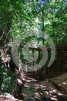 Natural roots bridge from Ficus La Raiz in Monteverde, Costa Rica photo