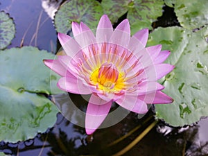 Natural Rose pink color Water Lily Flower of sri lanka