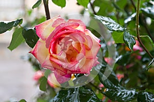 Natural rose with water drops