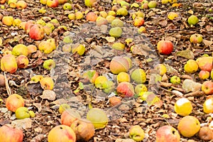 Natural rotten, decomposing red and green apples on the ground among dry leaves in the fall autumn season, having fallen not far