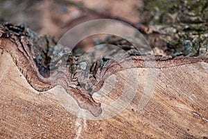 Natural rough figure of sawed wood shows a beautiful natural wooden background, bark and cambium, renewable resources and timber