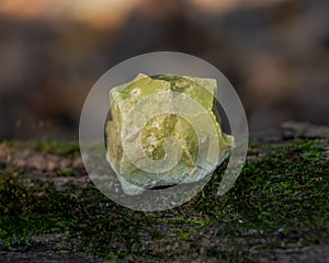 Natural rough Green Opal stone from Madagascar on a tree bark in the forest