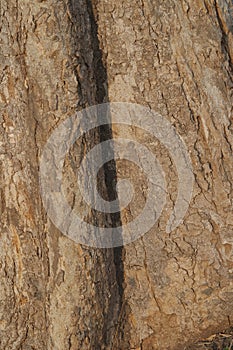 Vertical natural old grey tree bark texture wood  background
