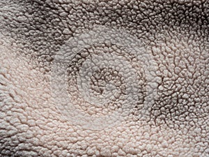 natural and rough wool fleece texture abstract background of the sheep