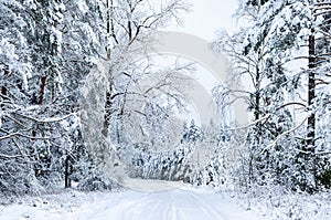 A path in the forest covered in snow