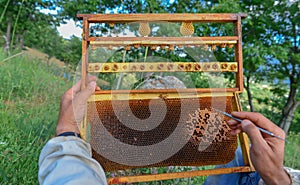 Natural royal jelly deposition process