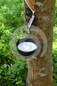 Natural rubber