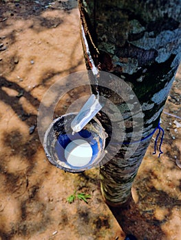 Natural Rubber Collecting