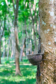 Natural rubber collecting from rubber tree