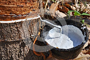 Natural rubber extraction in a farm