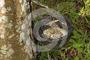 Natural rubber hevea