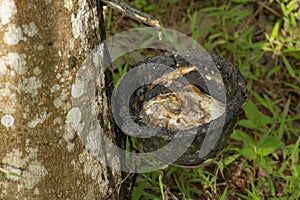 Natural rubber hevea