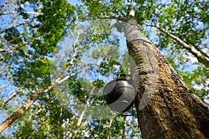 Natural rubber latex bowl on rubber tree photo