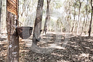 Natural rubber latex is dropping to rubber container from rubber tree.