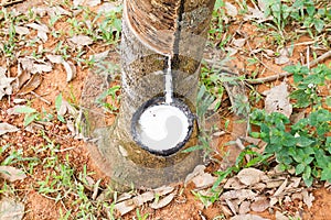 Natural rubber latex or milk dripping from rubber tree into the bowl