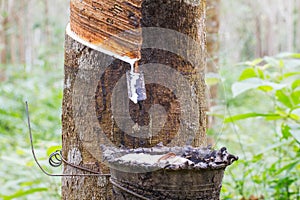 Natural rubber latex or milk dripping from rubber tree into the bowl on blurred rubber garden