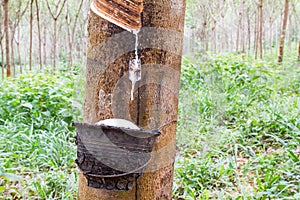 Natural rubber latex or milk dripping from rubber tree into the bowl on blurred rubber garden in Phangnga province