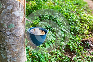 .Natural rubber latex from rubber trees
