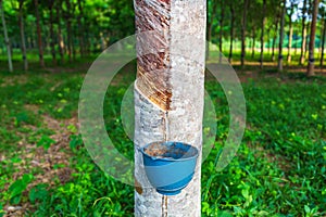 .Natural rubber latex from rubber trees