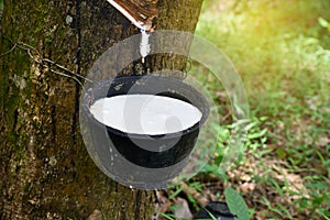 Natural rubber latex trapped from rubber tree,