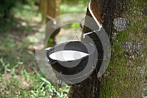 Natural rubber latex trapped from rubber tree,