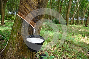 Natural rubber latex trapped from rubber tree, photo