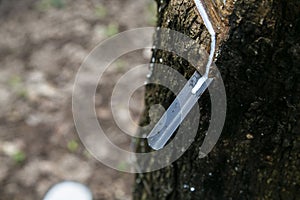 Natural rubber latex trapped from rubber tree in Thailand.