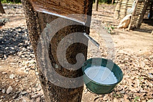 Natural rubber latex trapped from rubber tree in Thailand