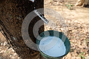 Natural rubber latex trapped from rubber tree in Thailand