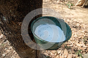 Natural rubber latex trapped from rubber tree in Thailand